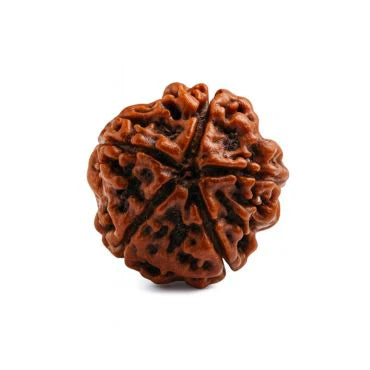 5 Mukhi Abhimantrit Rudraksha - Kashi Siddh